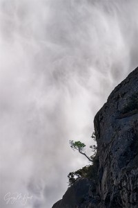 Gary Hart Photography :: Clinging Tree, Upper Yosemite Fall, Yosemite