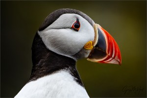 Gary Hart Photography: Puffin Closeup, Dyrhólaey, Iceland