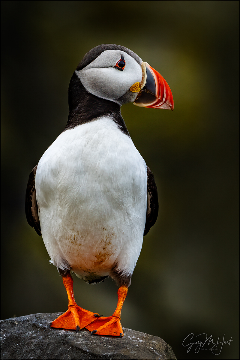 Gary Hart Photography: Puffin Profile, Dyrhólaey, Iceland