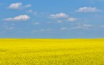 Gary Hart Photography: Canola in Bloom, Alberta, Canada